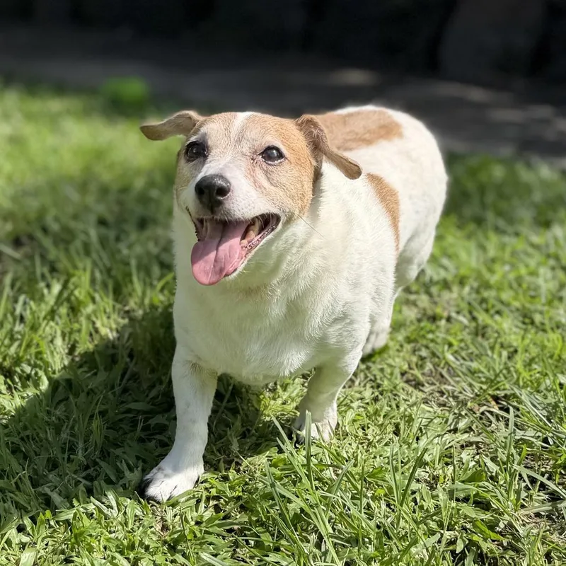 A senior small-sized female White / Cream Jack Russell Terrier dog named Ethel for adoption in Keaau, HI