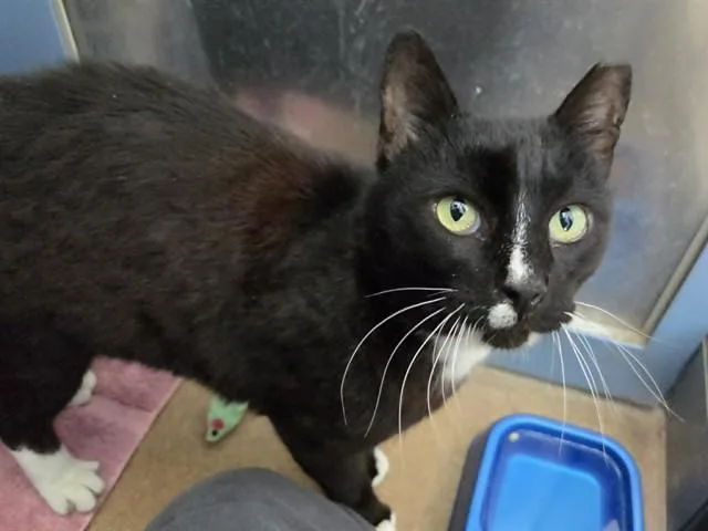 An adult large-sized male Domestic Short Hair cat named Don Juan for adoption in Martinez, CA