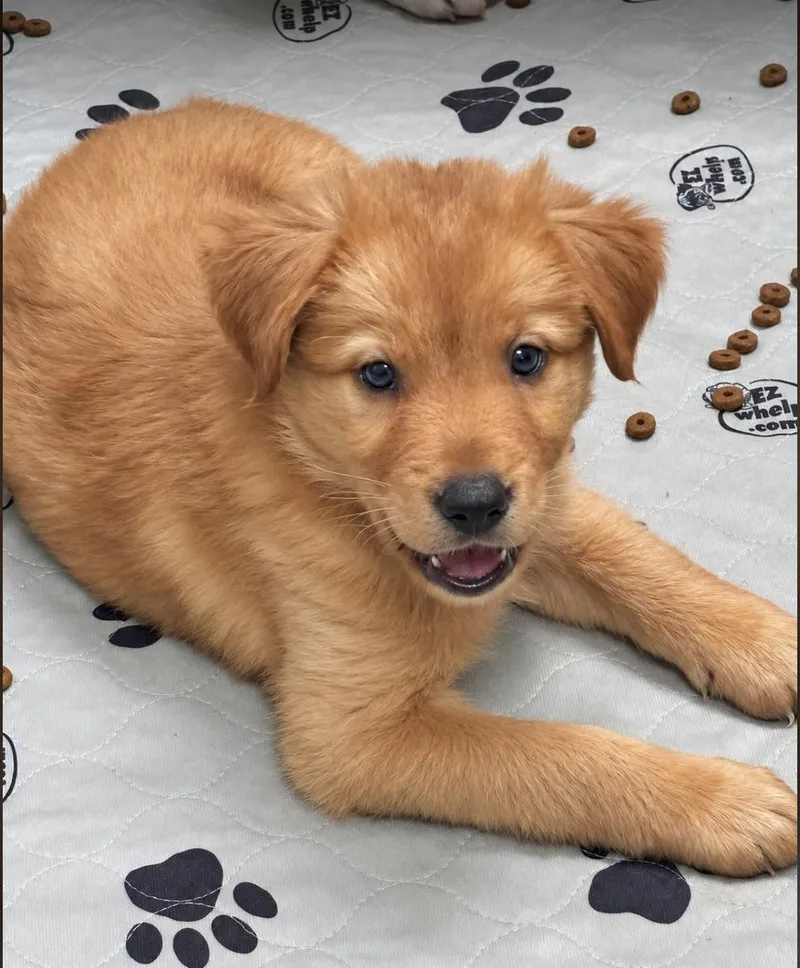 A baby medium-sized male Golden Australian Cattle Dog / Blue Heeler dog named Harry MD for adoption in Vernon, CT