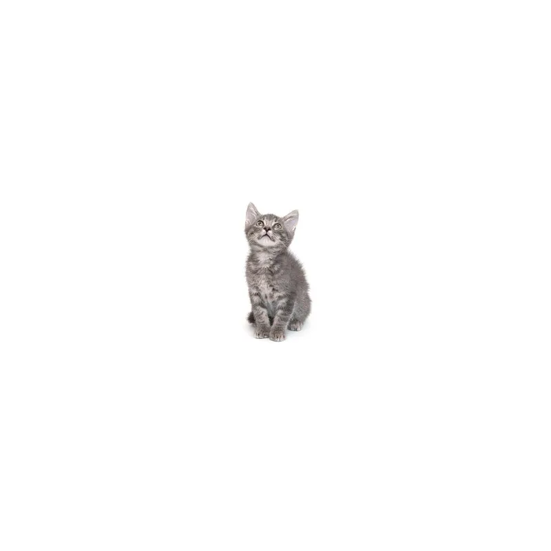 A baby small-sized male Gray / Blue / Silver Domestic Short Hair cat named Jam for adoption in Playa Vista, CA