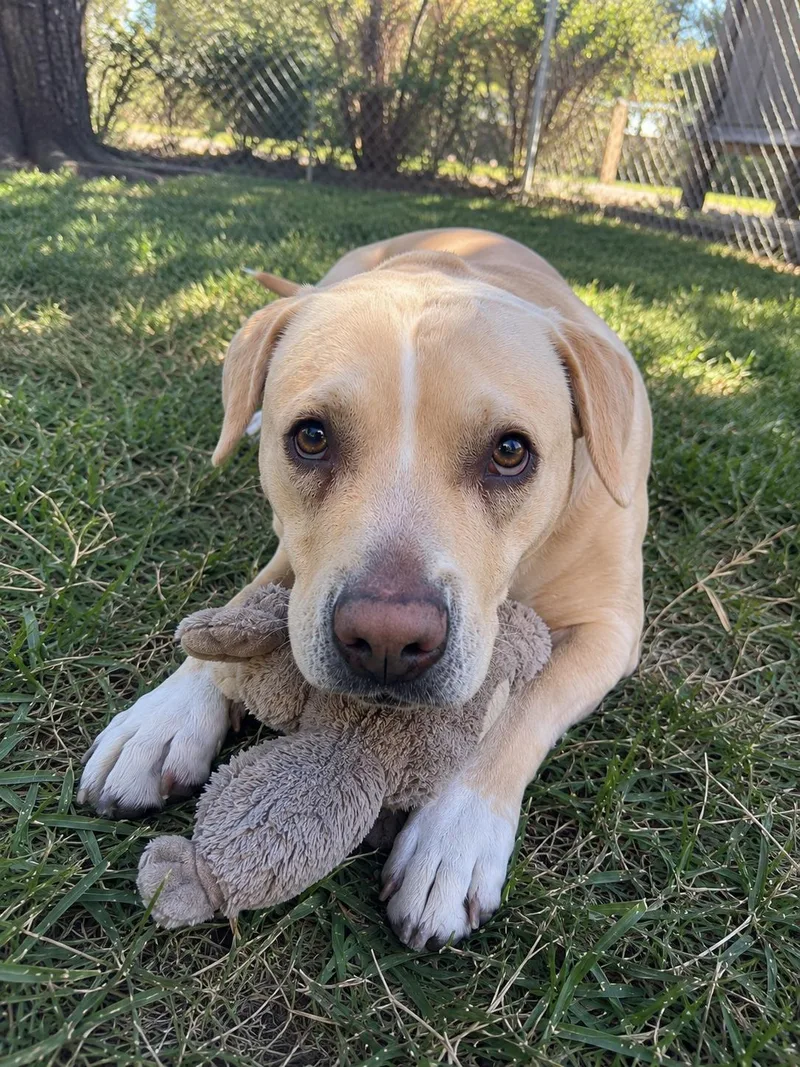 A young medium-sized female Labrador Retriever dog named Lola for adoption in Mount Prospect, IL