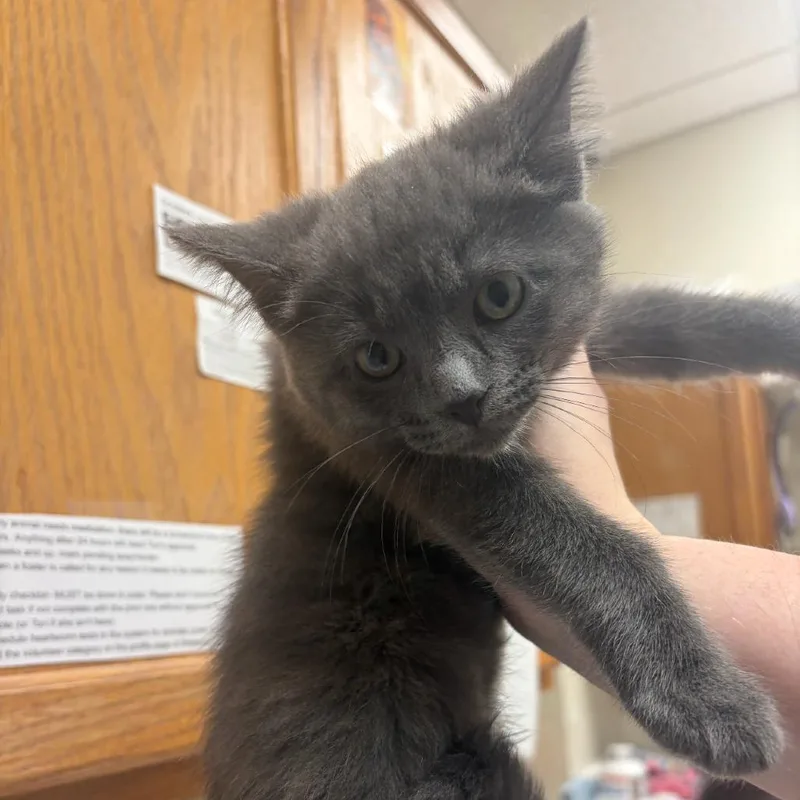 A baby small-sized female Gray / Blue / Silver Domestic Short Hair cat named Smokey for adoption in Pekin, IL