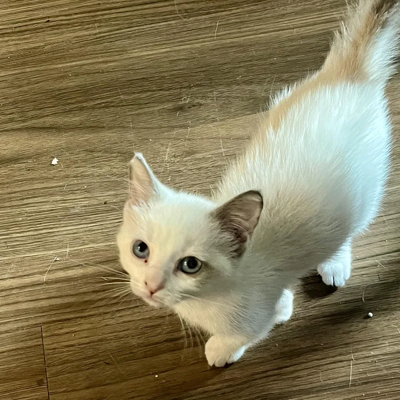 A baby small-sized female Siamese cat named Curly Willow for adoption in Richmond, VA