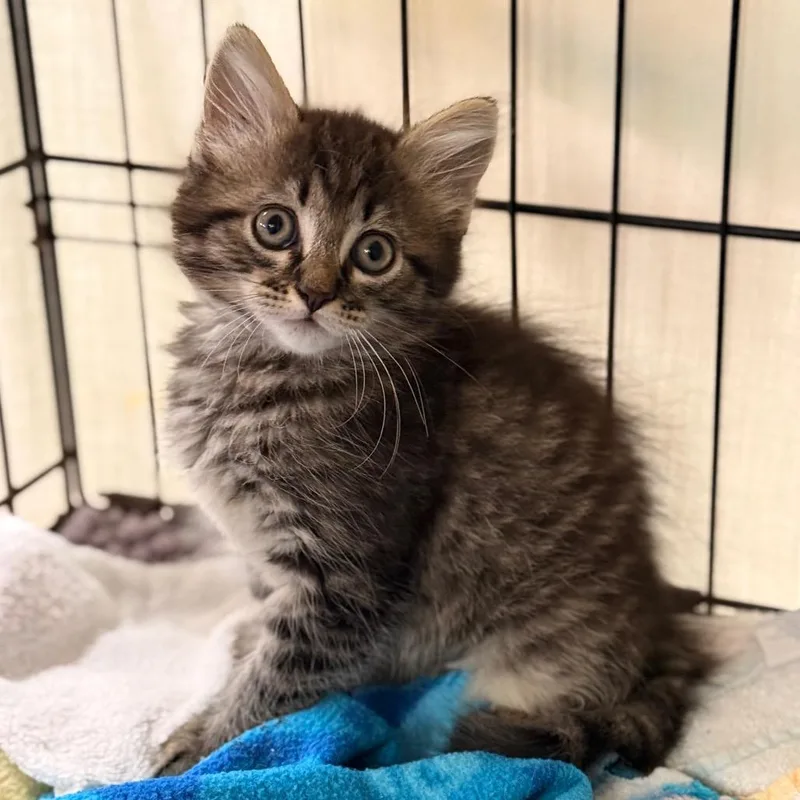A baby small-sized female Domestic Medium Hair cat named Larissa for adoption in Cumming, GA