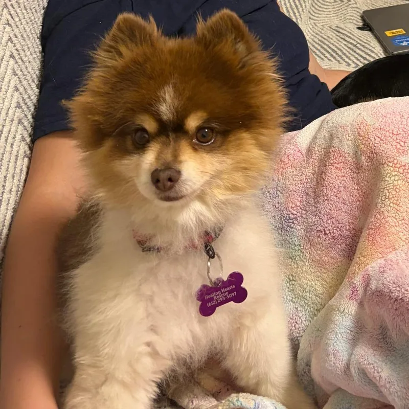 A senior small-sized male Pomeranian dog named Reo for adoption in Crystal, MN