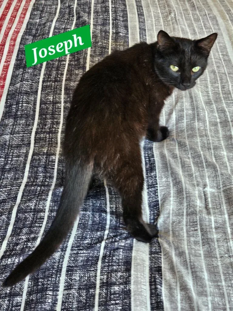 A baby medium-sized male Domestic Short Hair cat named Joseph for adoption in Manchester, TN