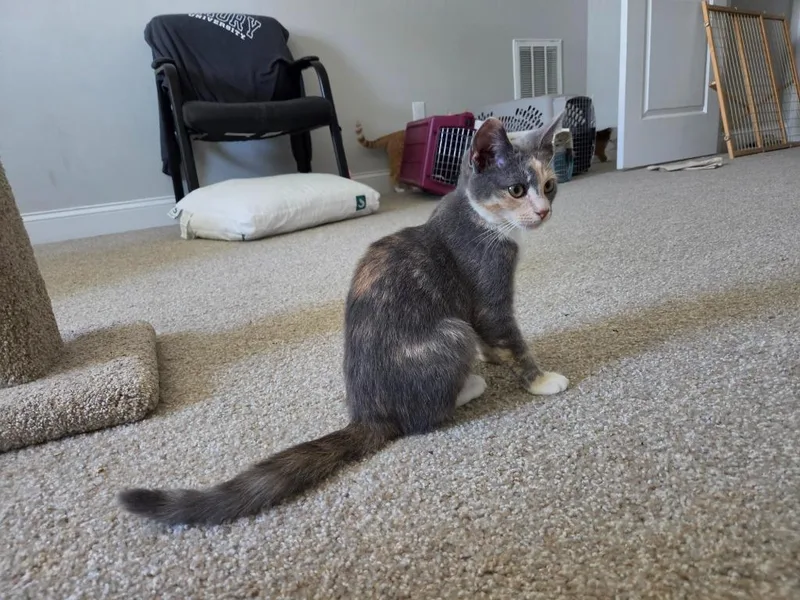 A baby medium-sized female Domestic Short Hair cat named Lyra for adoption in Youngsville, NC
