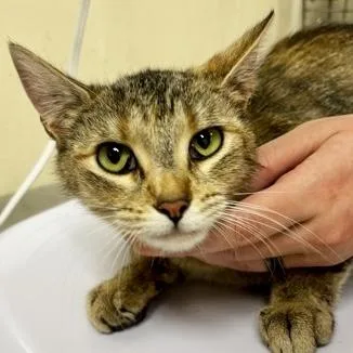 An adult small-sized female Domestic Short Hair cat named Freckels for adoption in Burlington, WA