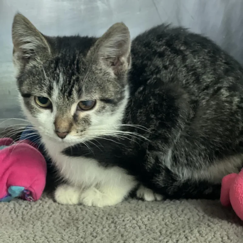 A baby small-sized male Brown / Chocolate Domestic Short Hair cat named Fish Bait for adoption in Matteson, IL