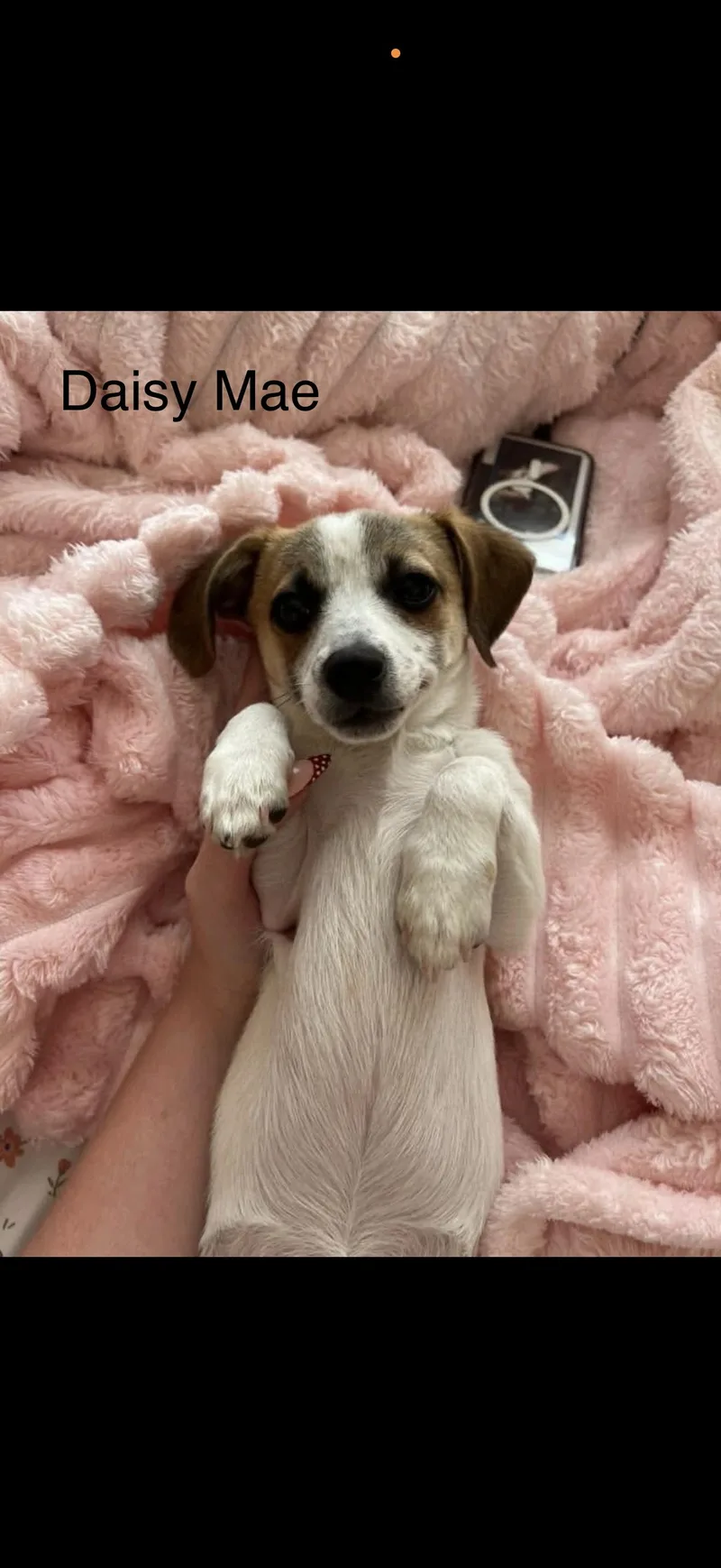 Daisy Mae thumbnail 3