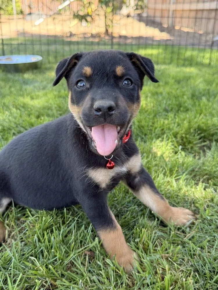 Darwin
