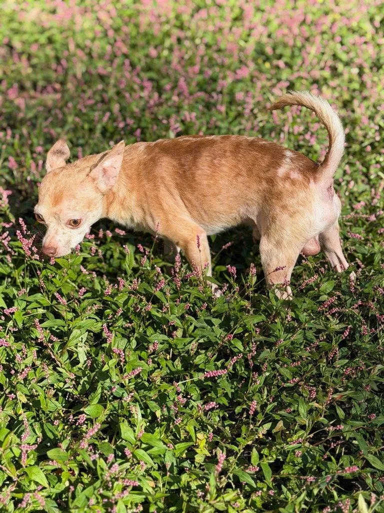 An adult small-sized male Chihuahua dog named Taz for adoption in Lovingston, VA