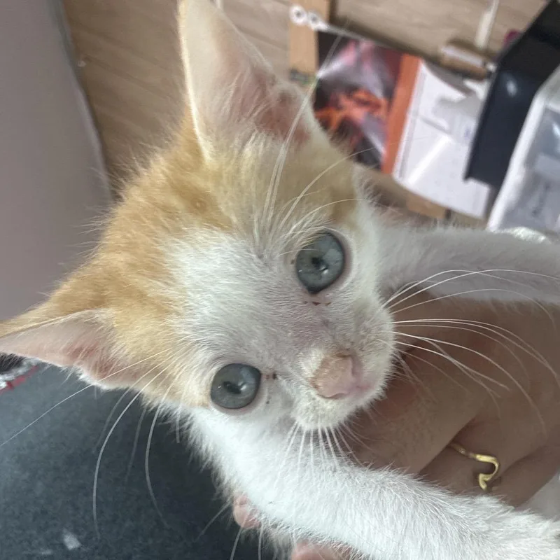 A baby small-sized male Orange / Red Domestic Short Hair cat named Billy Boss for adoption in Leander, TX