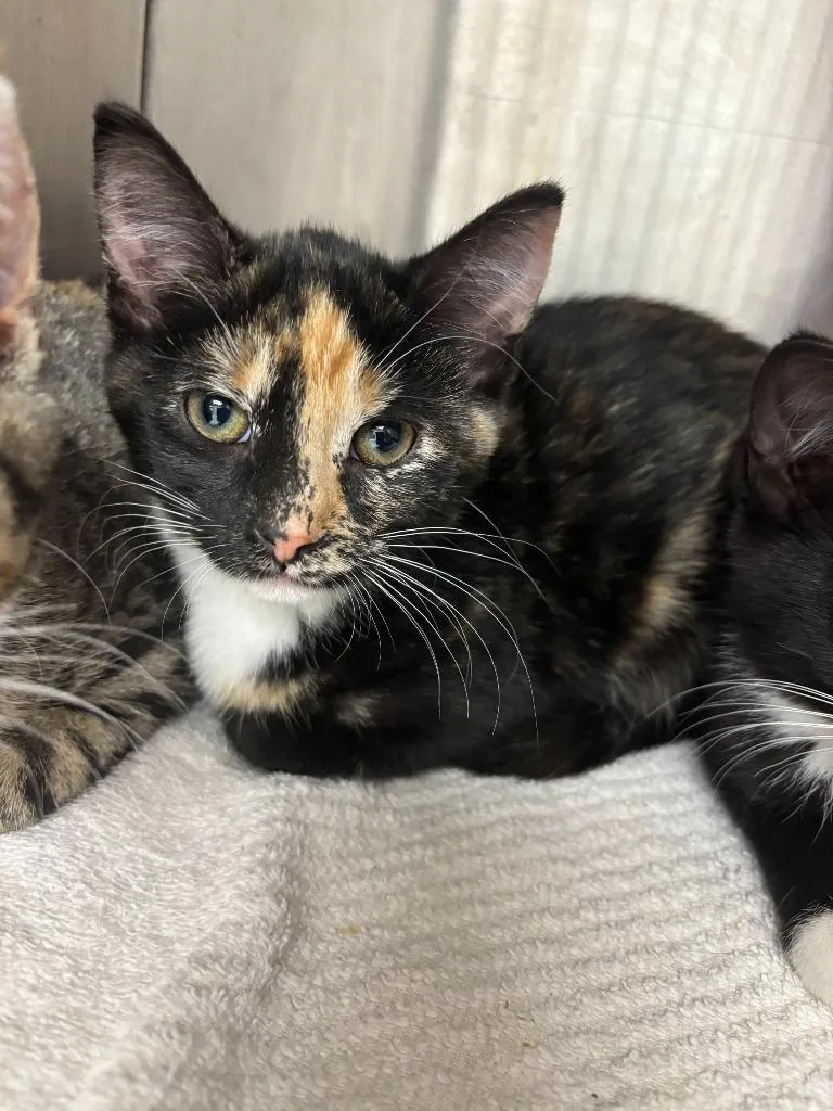 A young medium-sized female Domestic Short Hair cat named Pesto for adoption in Oconto, WI
