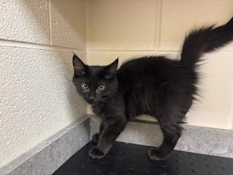 A baby medium-sized male Domestic Long Hair cat named Ignacio AC for adoption in Greeneville, TN
