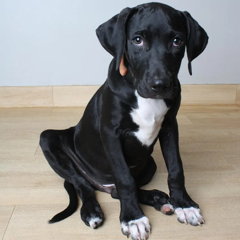 A baby medium-sized male Black Labrador Retriever dog named Marco D for adoption in Minnetonka, MN