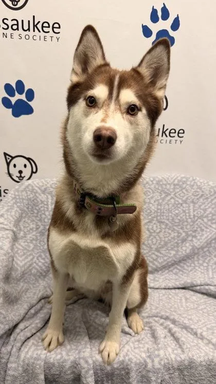 An adult medium-sized female Husky dog named Sadie for adoption in Lake City, MI