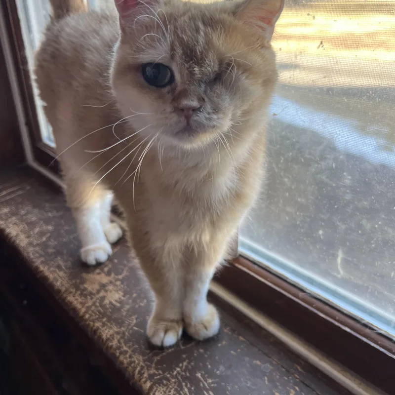 Sunshine thumbnail 3