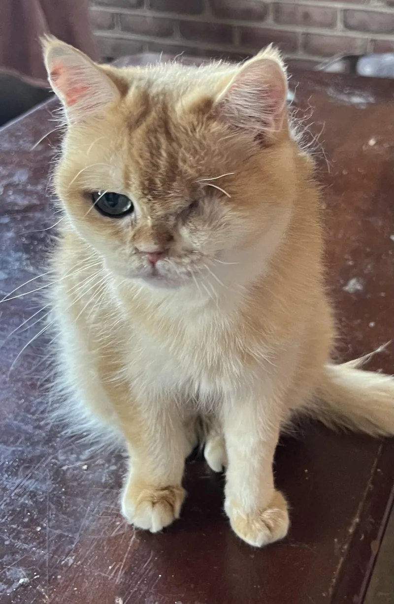 Sunshine thumbnail 4