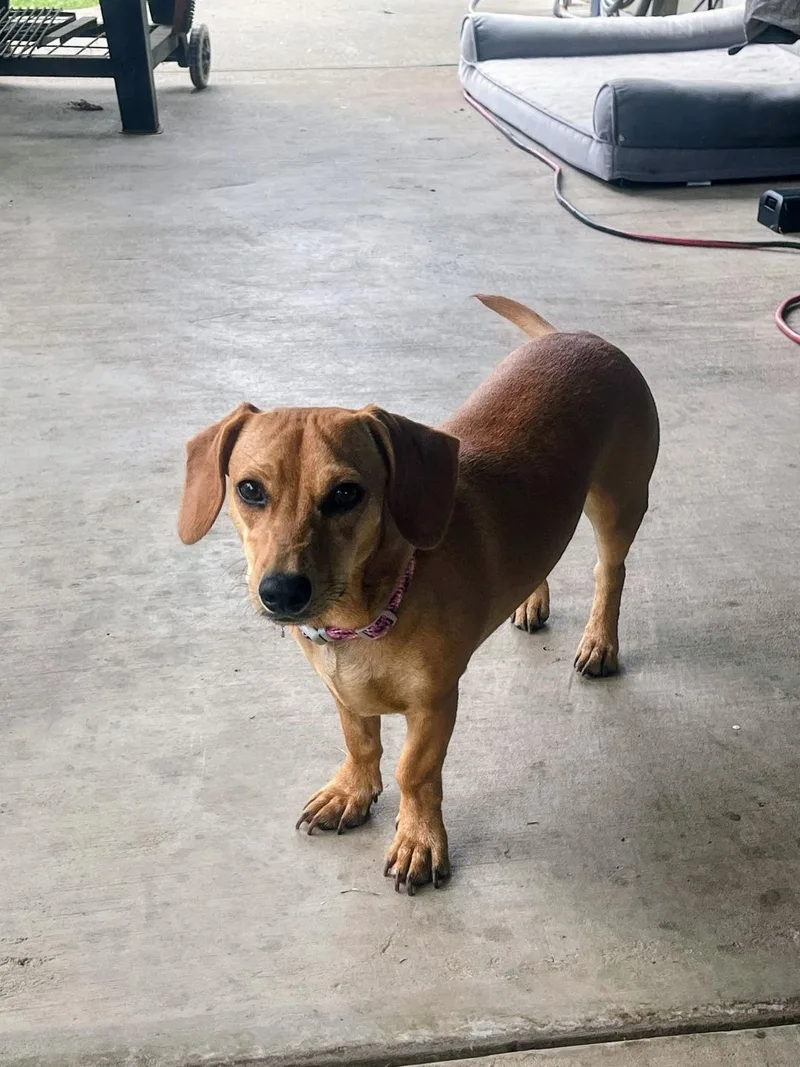 A young small-sized female Dachshund dog named Winnie for adoption in Portland, OR