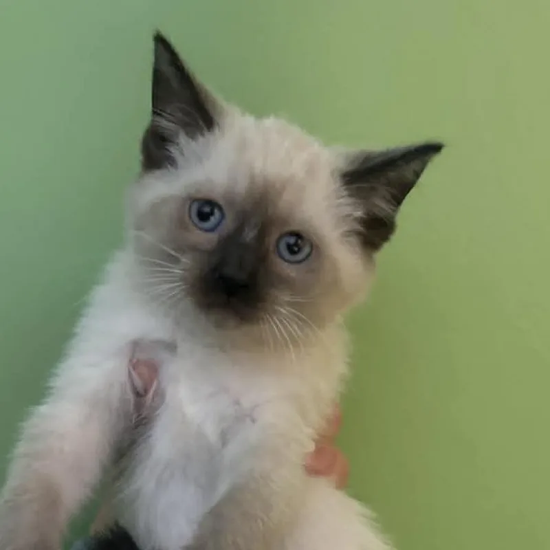 A baby small-sized female White Siamese cat named Maudey for adoption in LYLE, MN