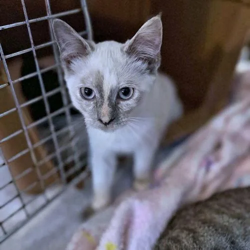 A baby medium-sized female Siamese cat named Gizmo for adoption in Rutherfordton, NC