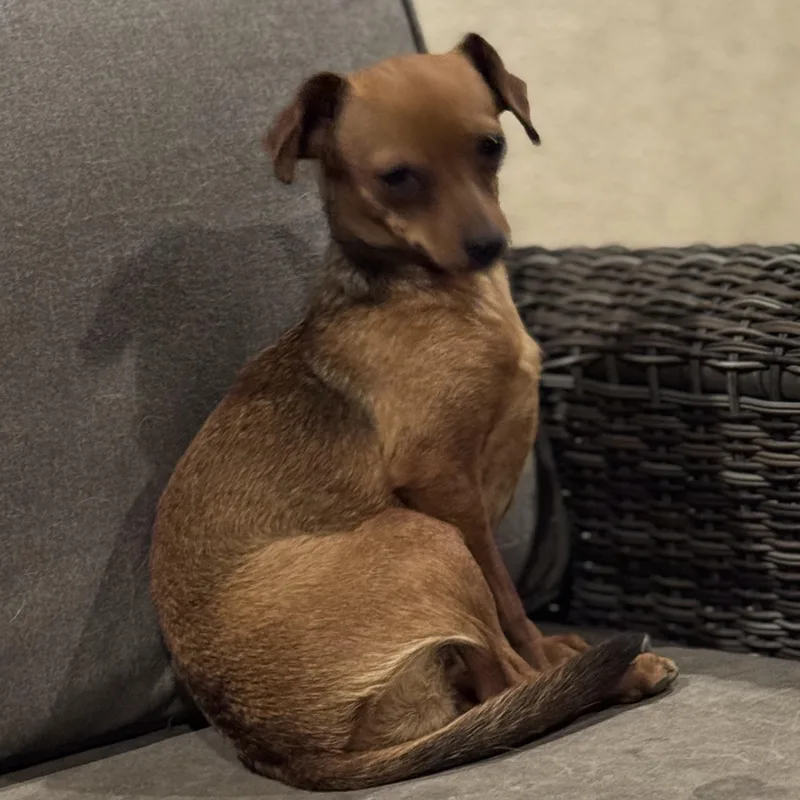 Ms. Jelly Belly Zoey thumbnail 2