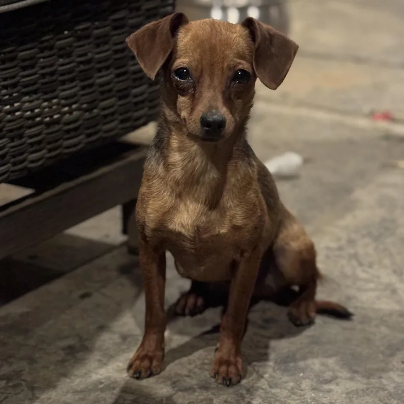 Ms. Jelly Belly Zoey thumbnail 3