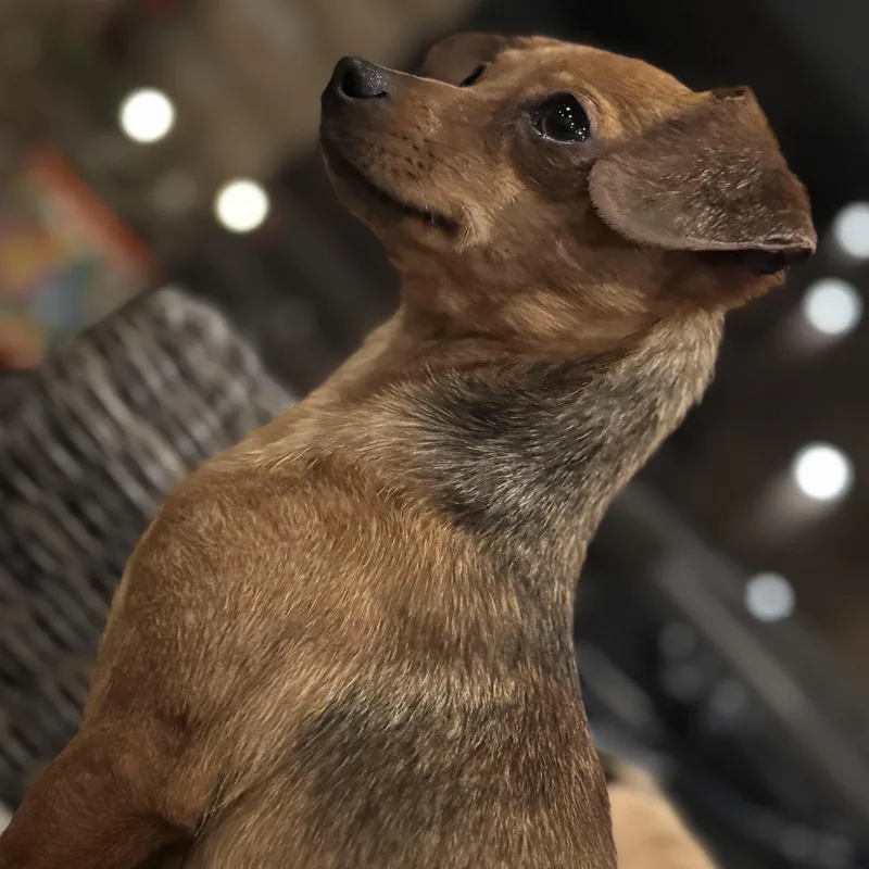 Ms. Jelly Belly Zoey thumbnail 4