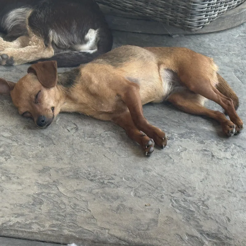 Ms. Jelly Belly Zoey thumbnail 5