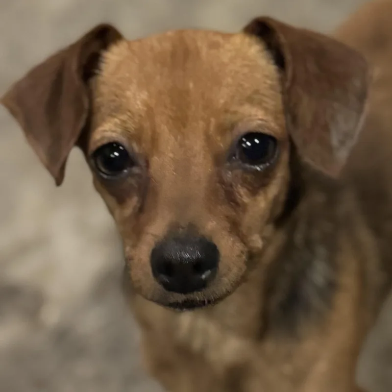 A baby small-sized female Brindle Dachshund dog named Ms. Jelly Belly Zoey for adoption in Ridgefield, WA