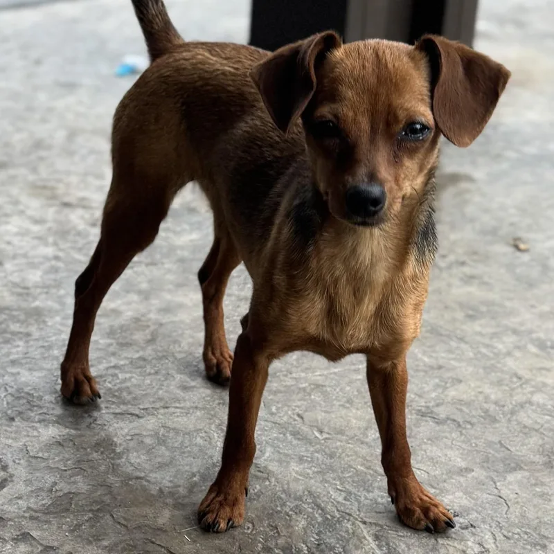 Ms. Jelly Belly Zoey thumbnail 6