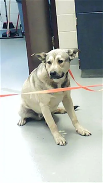 A young medium-sized male German Shepherd Dog dog named Morgan for adoption in Fayetteville, NC