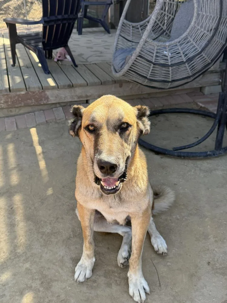 An adult large-sized female Anatolian Shepherd dog named Big Girl for adoption in San Diego, CA