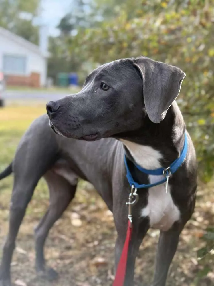 An adult large-sized male Terrier dog named Thor for adoption in Candler, NC