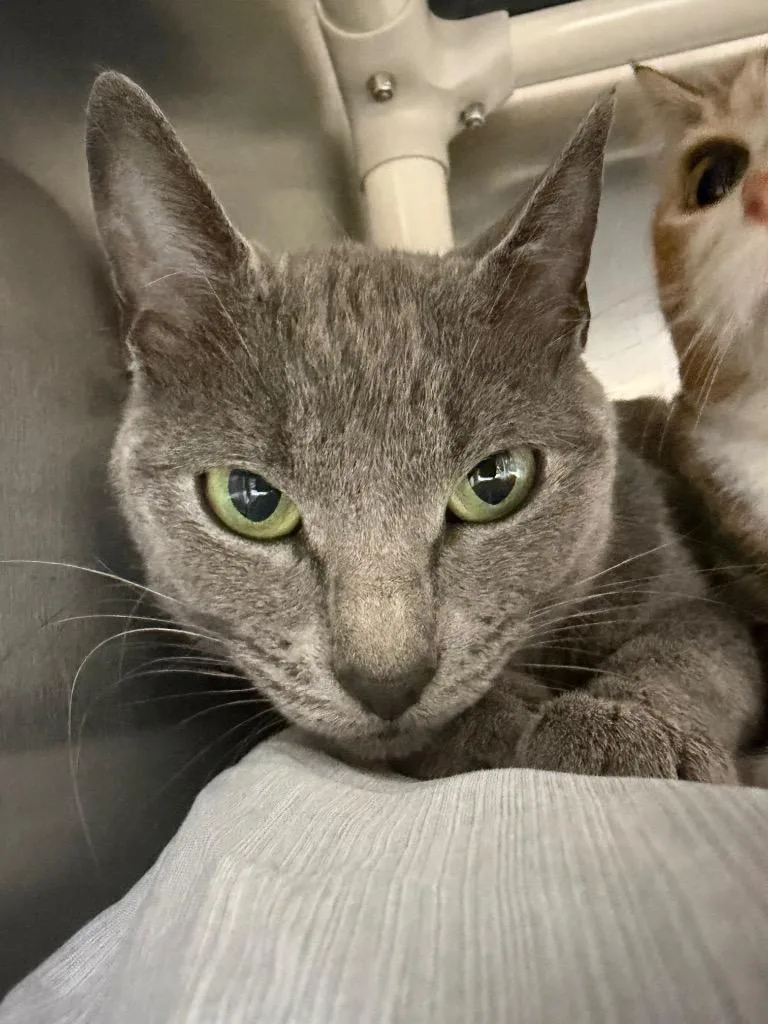 A young medium-sized female Domestic Short Hair cat named Mirth for adoption in Pomona, NY