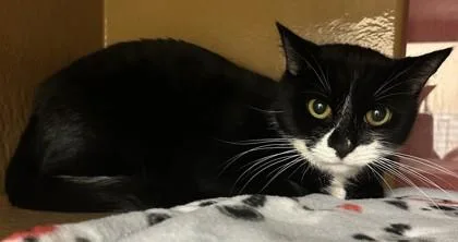 An adult small-sized female Domestic Short Hair cat named Elowen for adoption in Phoenix, AZ