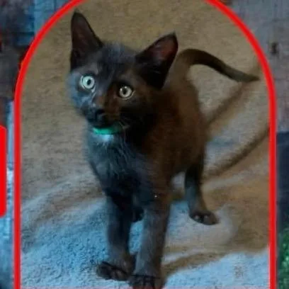 A baby small-sized male Black Domestic Short Hair cat named Dennis for adoption in Orangevale, CA