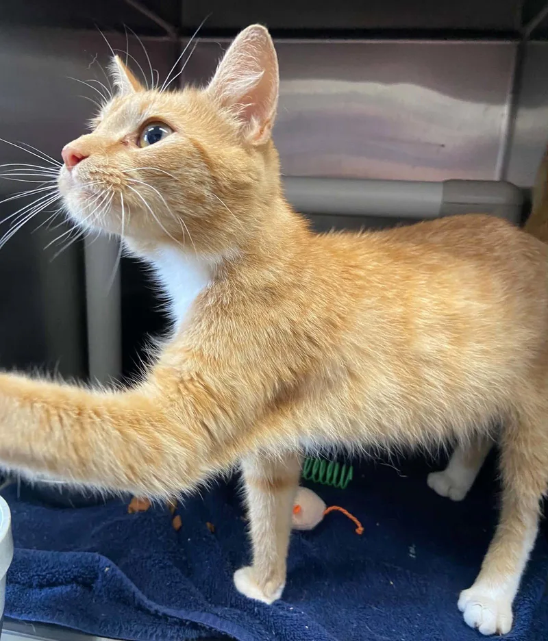 A young medium-sized female Orange / Red Domestic Short Hair cat named Miss Roady Visit for adoption in Rustburg, VA