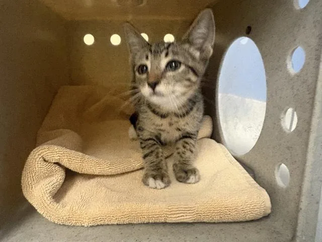 A baby small-sized male Domestic Short Hair cat named Axel for adoption in Tustin, CA