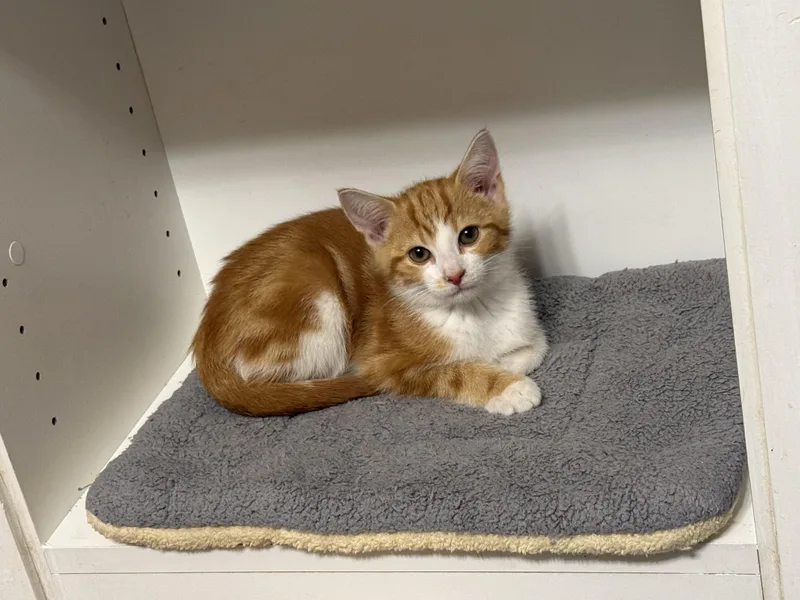 A baby medium-sized male Orange & White Domestic Short Hair cat named Phoenix for adoption in Columbus, OH