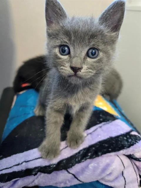 A baby medium-sized male Domestic Short Hair cat named Charles for adoption in Kent, WA