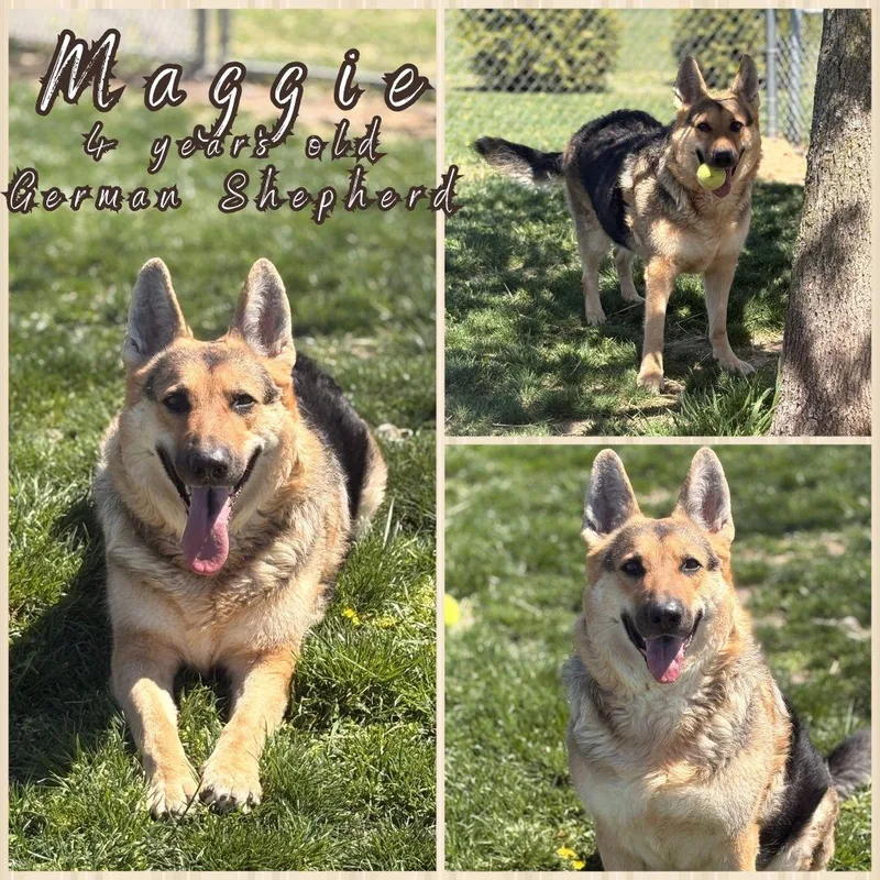 An adult extra large-sized female Black German Shepherd Dog dog named Maggie for adoption in Franklin, IN