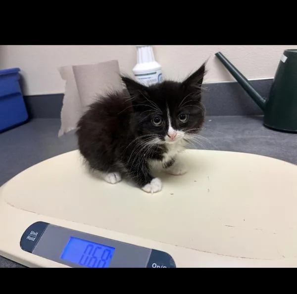 A baby small-sized male Domestic Short Hair cat named Lyric for adoption in Kennewick, WA