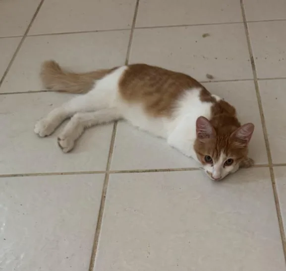 A young medium-sized male Domestic Short Hair cat named Frederick for adoption in Phoenix, AZ