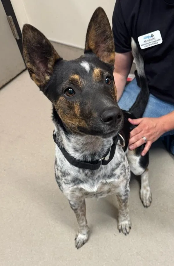 A young large-sized female Australian Cattle Dog / Blue Heeler dog named Thelma for adoption in El Cajon, CA