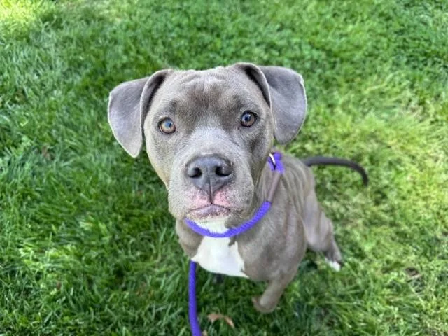 A young medium-sized female Pit Bull Terrier dog named Blueberry for adoption in Charlotte, NC