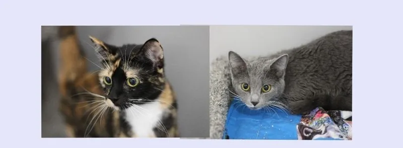 A young medium-sized female Domestic Short Hair cat named Nyla for adoption in Rockford, IL