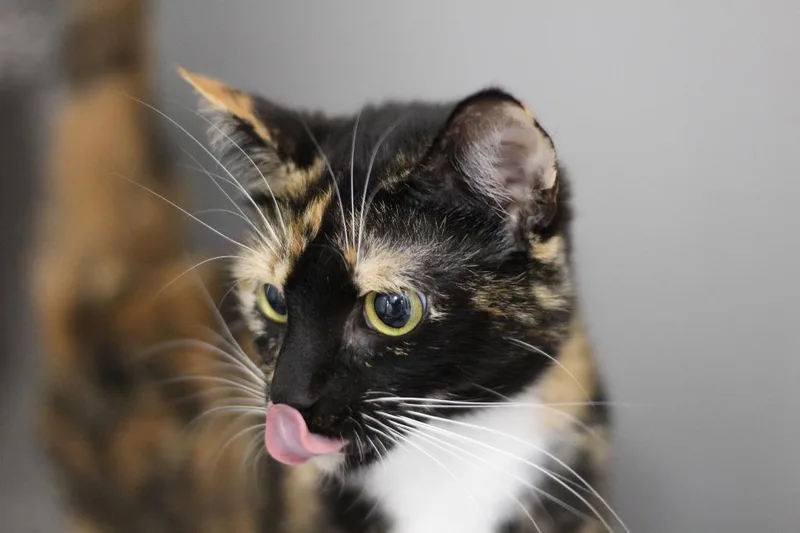 Nyla thumbnail 3
