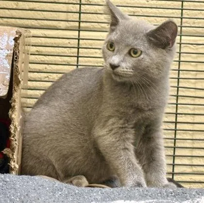 A young small-sized male Domestic Short Hair cat named Cedar for adoption in Vero Beach, FL